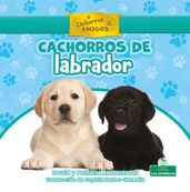 Cachorros de labrador (Labrador Retriever Puppies)