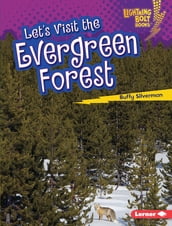 Let s Visit the Evergreen Forest